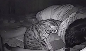 如果没有监控，你真的无法相信猫咪趁你睡觉得时候都对你做过什么