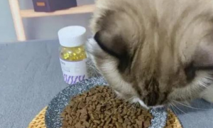 怎么给猫咪吃鱼油