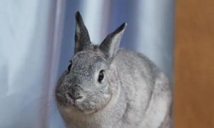 巨型金吉拉兔体重有多少斤
