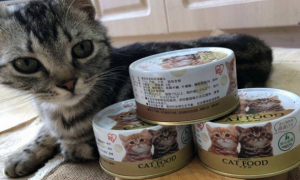 猫咪一天一个罐头可以吗