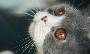 小猫眼睛分泌物多是什么原因