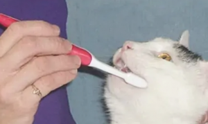 猫咪洁齿用什么好