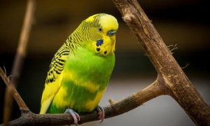 宠物鸟常见的传染性疾病有哪些