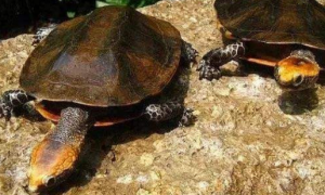 瓦哈卡泥龟能活多少年
