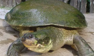 巨型侧颈龟能活多少年