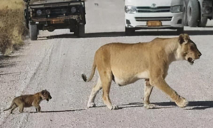 开车时前面有狮群路过，便好心停下让路，随后却有些看不懂了