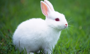 兔子吃白菜会死吗