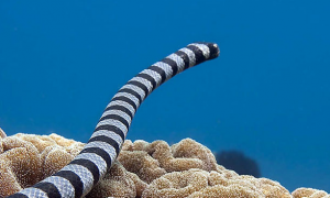 灰蓝扁尾海蛇可以家养吗