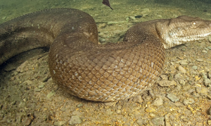 亚马逊电蛇是国家几级保护动物
