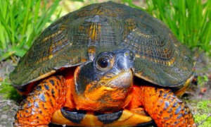 牟氏水龟能活多少年