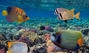 如何为热带观赏鱼选择水质