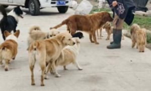 临汾城管抓捕流浪狗后，统一送往了动保基地，值得称赞！
