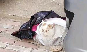 破塑料袋里躺着猫咪，凑近看清后十分心疼