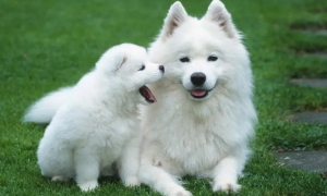 萨摩耶犬幼犬多少钱一只