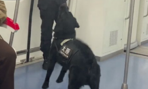 乘警和警犬在地铁上互动玩游戏，其实它也是个孩子呀