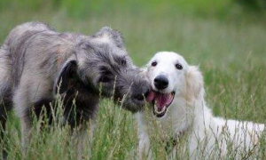 苏俄牧羊犬有攻击性吗