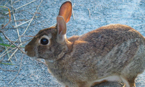 新英格兰棉尾兔生病了怎么治疗