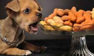 狗能吃坚果吗