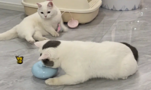 猫喜欢毛绒玩具吗
