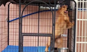 狗在笼子里叫怎么办
