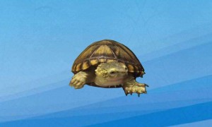 瓦哈卡泥龟冬眠吗