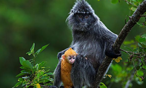 印尼叶猴的特点