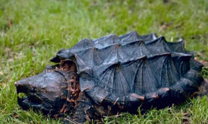 大鳄龟的生活习性有哪些