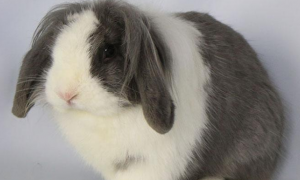 宠物兔冬季容易患的疾病-肺炎的预防