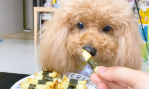 狗狗能吃海苔卷吗