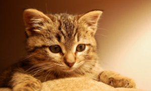 猫咪中耳炎症状有哪些表现