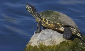 养乌龟放多少水比较好