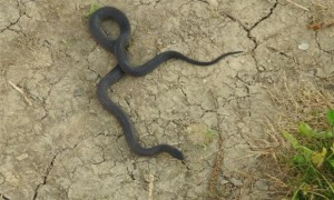 黑脊蛇毒性有多大