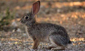 沙漠棉尾兔吃什么东西