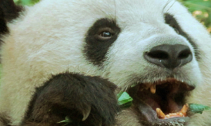 大熊猫那么喜欢吃竹子，不会伤到自己的嘴巴吗？看到答案真相了
