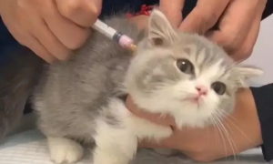宠物猫不打疫苗可以吗