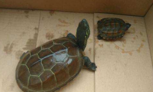 中华草龟寿命多少年