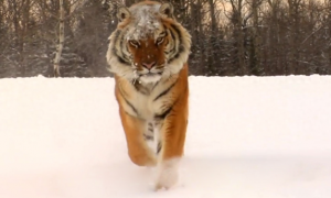 老虎和狼群谁怕谁？看它们在西伯利亚长达百年的较量，答案很明显