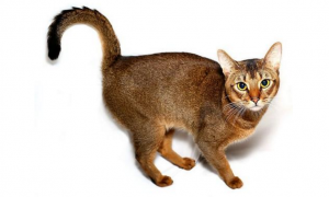 阿比西尼亚猫和布偶猫哪个聪明-谁智商高