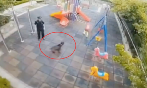 狗狗跑进儿童乐园，孩子被吓得绕圈躲避狗