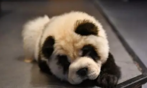 成都咖啡馆将松狮犬染成“熊猫色” 网友：想过狗狗的感受吗
