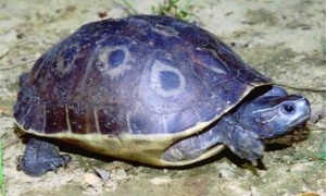 非洲棱背泥龟好养吗