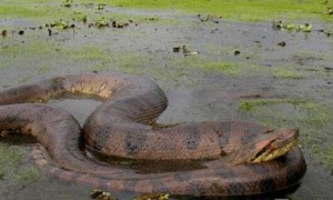 亚马逊电蛇能养出感情吗