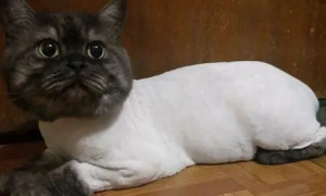 猫咪有了皮肤病，主人给猫剃毛后笑喷：“内衣”咋是白色的