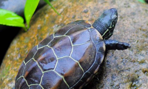 草龟能长多大多久