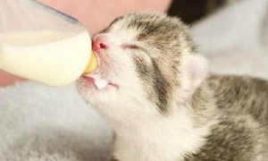 小猫喝什么奶粉