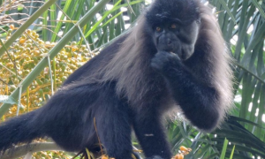 灰颊冠白睑猴吃什么食物