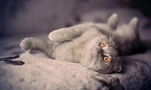 猫眼睑发红分泌物多是为什么