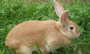 虎皮黄兔一般多少斤