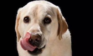 狗狗一直舔舌头是怎么回事
