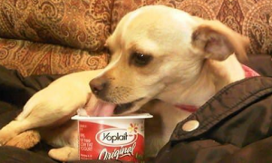 狗狗能吃酸奶吗